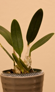 Special care: this orchid is in a dormant period and must not be 
