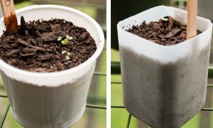 Individual serving yogurt cups, milk, and pop bottles make excellent seed starting containers.